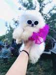 Pomeranian pedigree Fci, parinti campioni