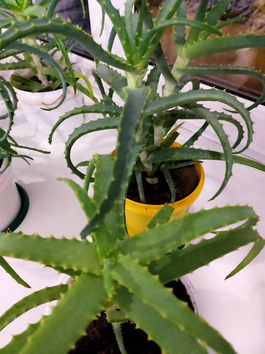 Алоэ лечебное, 3 года