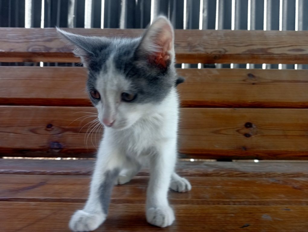 Котята бесплатно