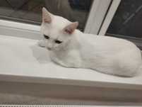 Отдам кота в добрые руки