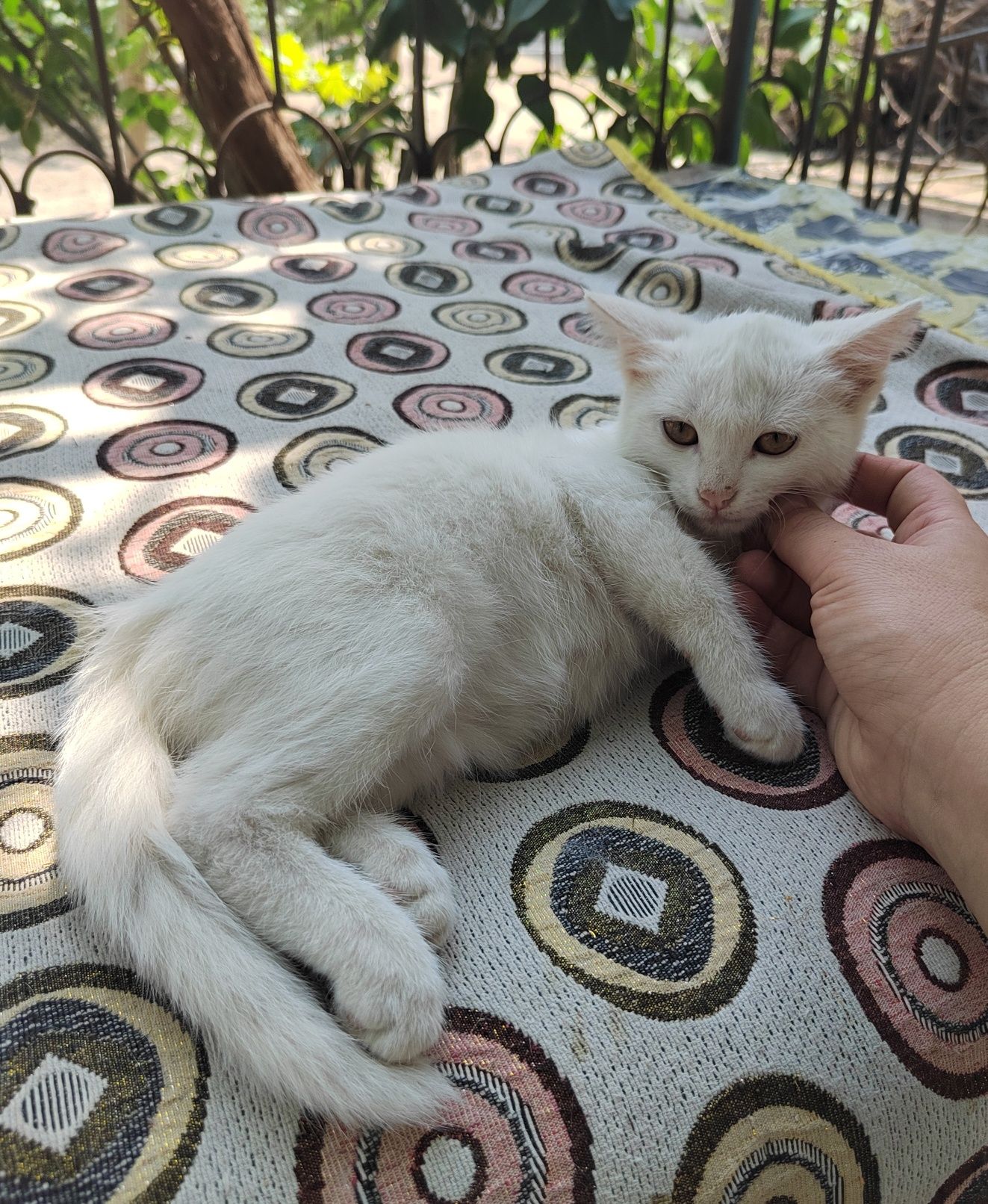 Продаются белые котята