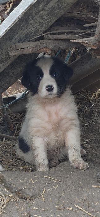 Ciobănesc de Bucovina