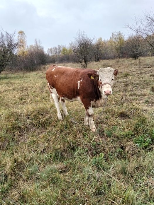 De vânzare juninca bălțată românească de 11 luni din vaca buna de lapt