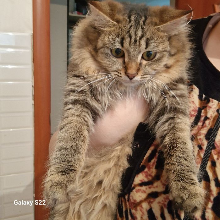 Отдам в добрые ответственные руки со спокойным характером супер кошак.