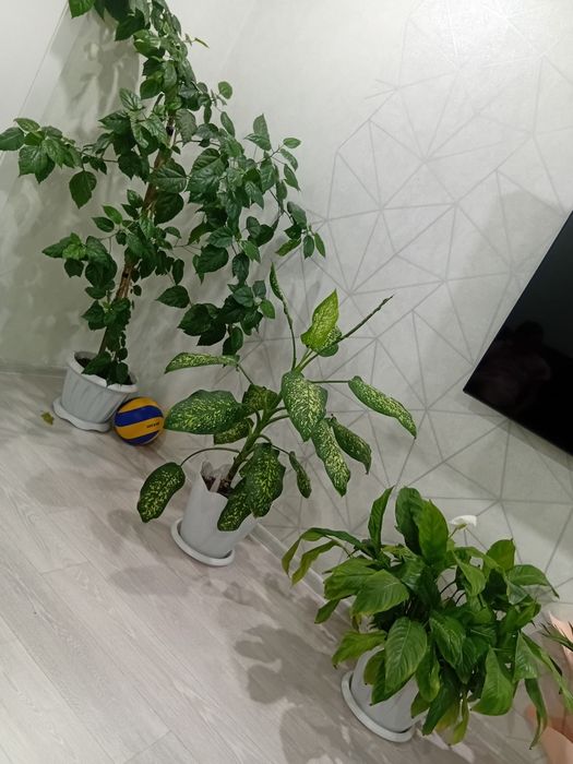 Продам Комнатные цветы