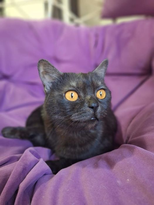 Отдам стерилизованных кошечек