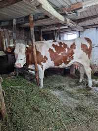 Vaca  blanda cu  lapte gras  loc Brebi
