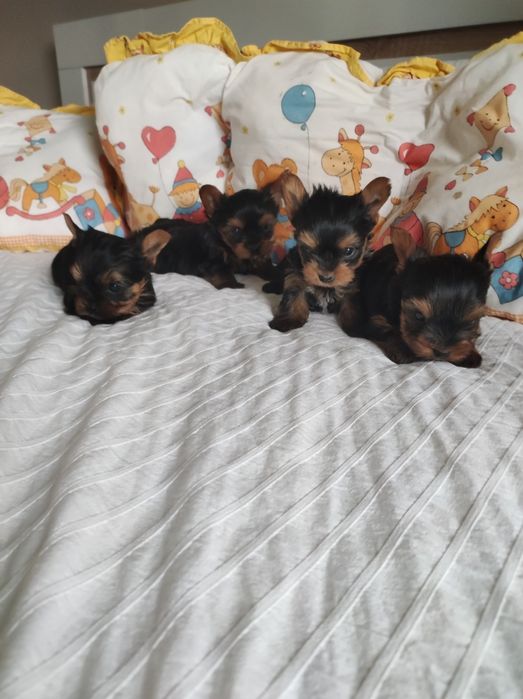 Йоркширски териер