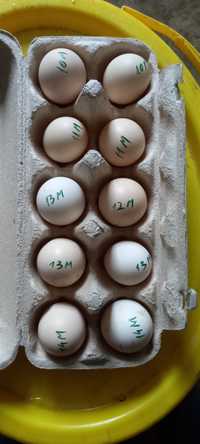 Ouă incubat ...cochinchina pitic