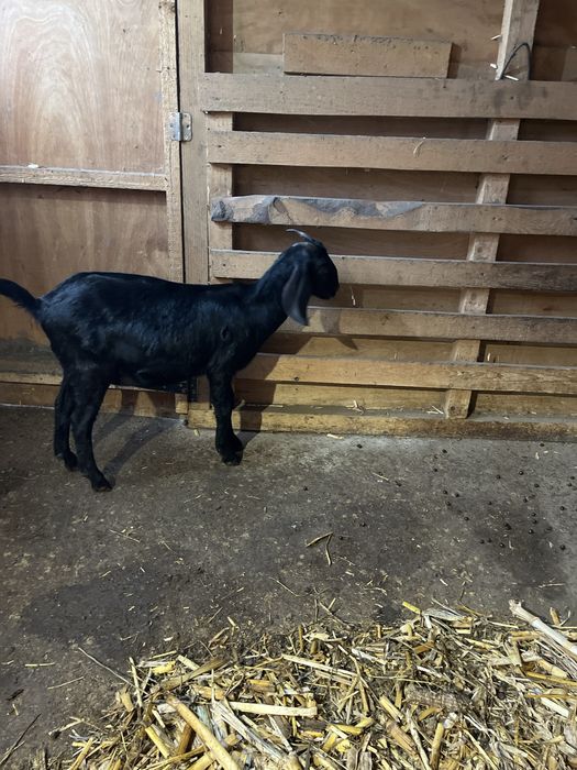 Tapuc de 5 luni spre vanzare si iada