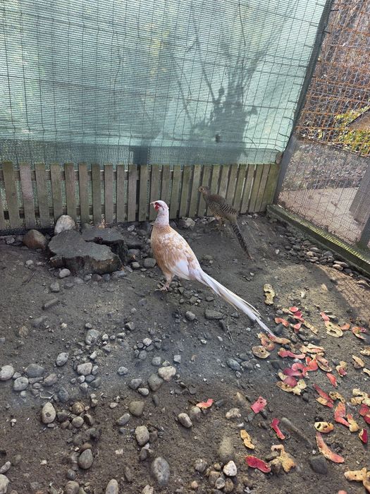 Fazani izabel si comuni