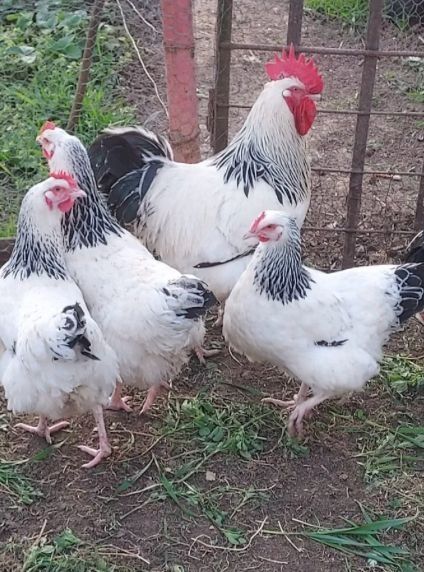 Familii De găini de rasa deosebite