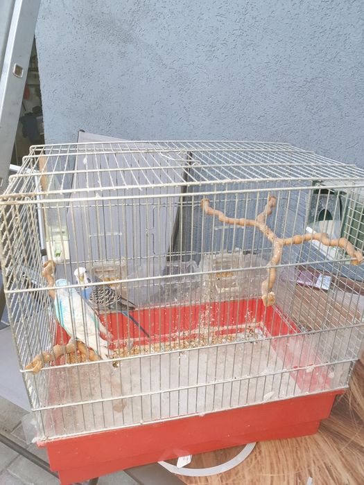 Pasari (papagal perus)