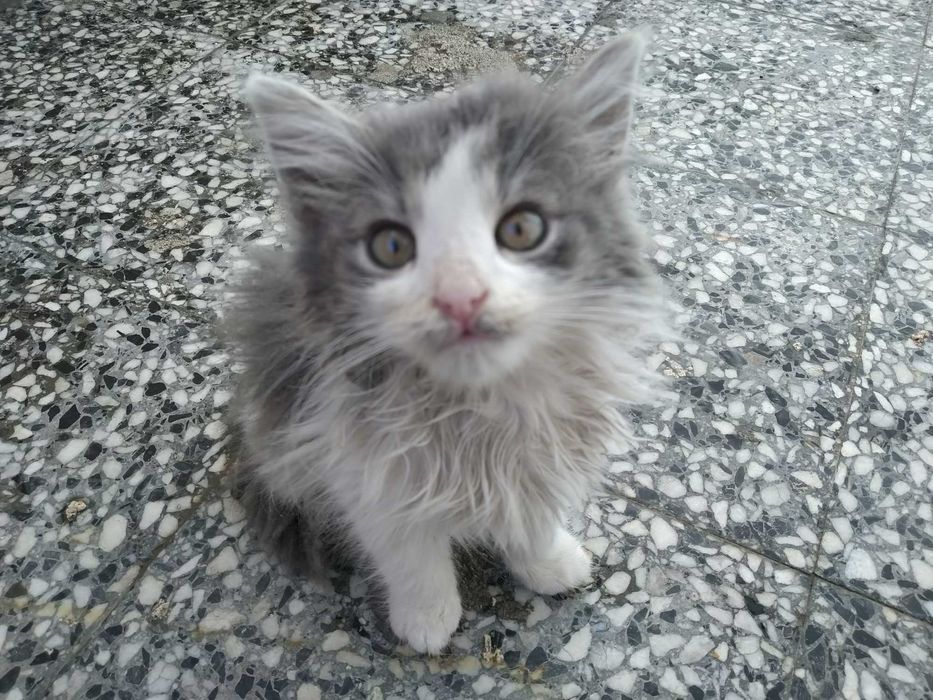 Четири пухкави момиченца търсят дом и любящи стопани