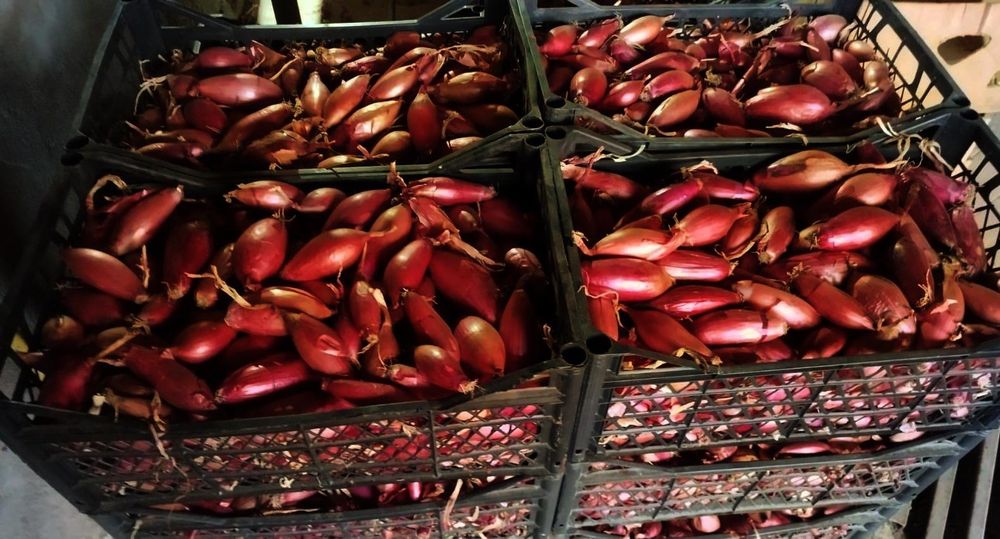 Producator, vând ceapă roșie de apa capatână