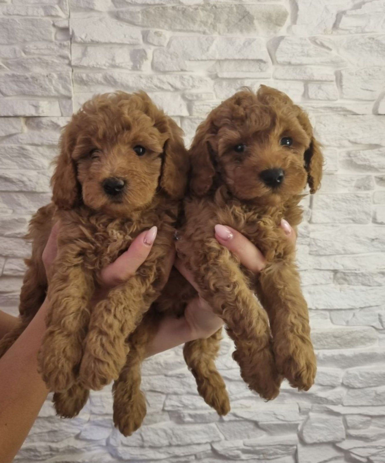 Toy Poodle  Мини Пудел