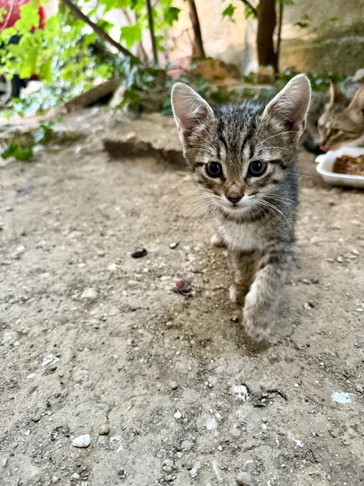 Adopție pisicuță 2 luni