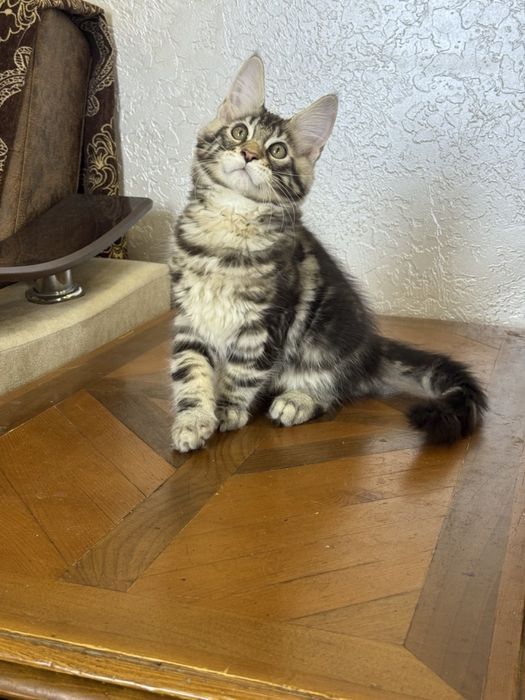 Мейн-кун котята продаётся