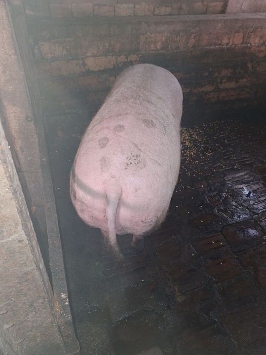 Продавам прасета