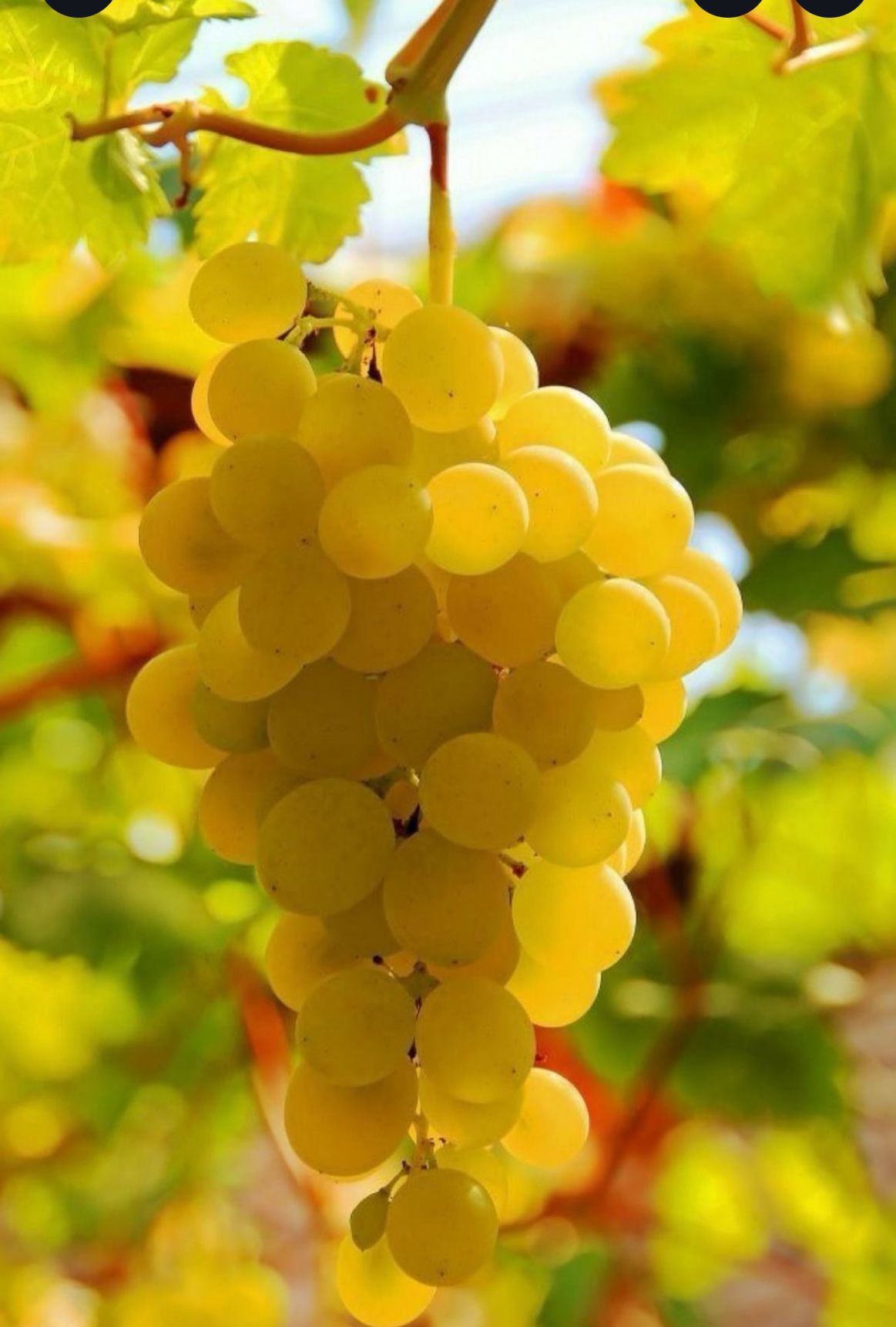 Struguri proaspeți pentru vin - direct de la producător