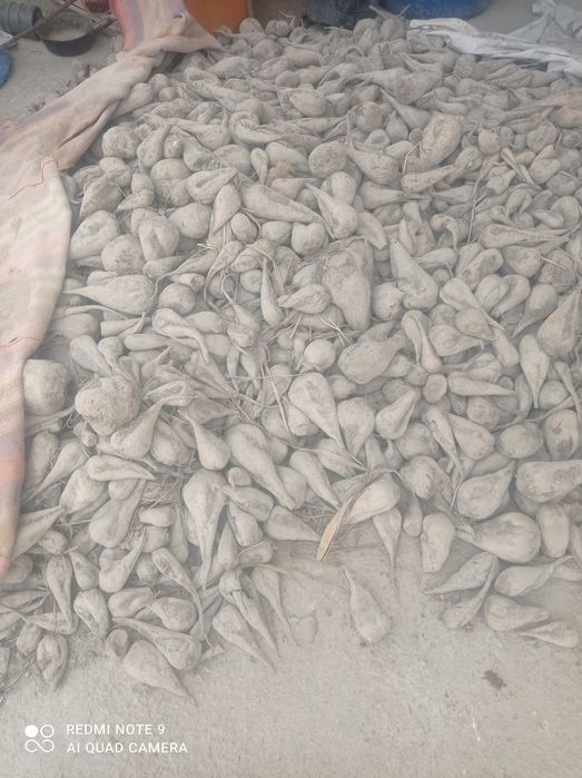 Qand lavlagi yeyishga molarga xam buladi