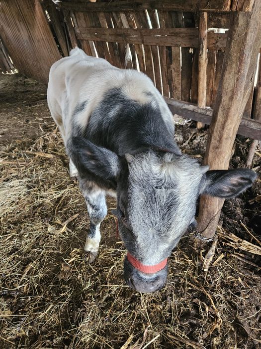 Vitel albastru belgian