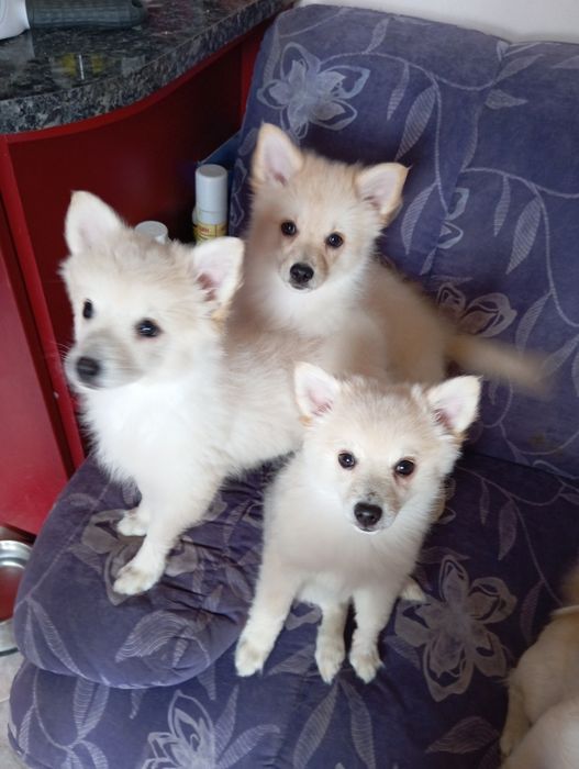 Немски шпиц малки, с всички 3 ваксини