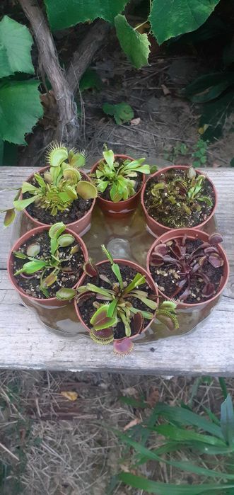 30 Seminte Planta carnivora Dionaea