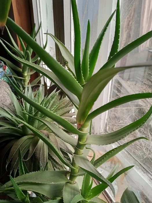 Алойе вера лечебный трёх летний