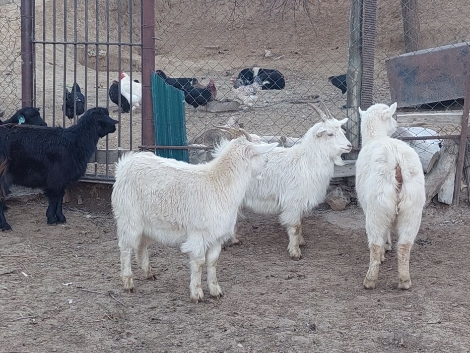 Семіз жем жеп тұрған бойдақ ешкілер сатылады