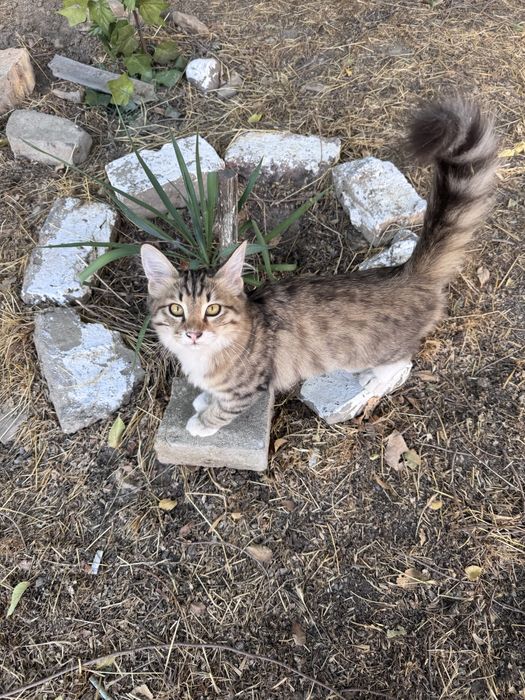 Котики в добрые руки