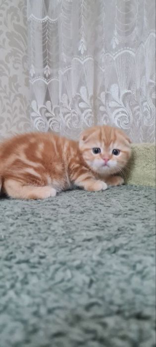 Продаются вислоухие/скоттиш фолд/котята