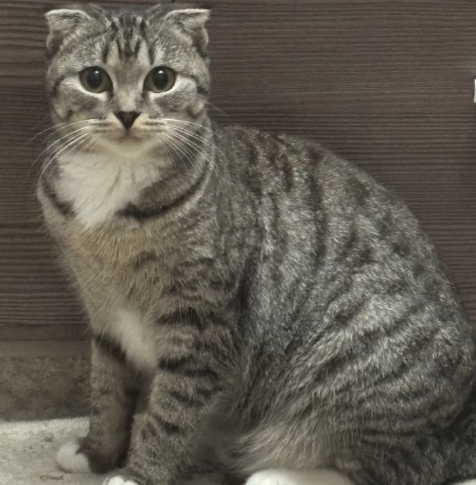 кошка вислоухая ищет семью