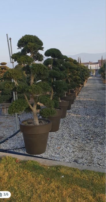 Alege cele mai frumoase plante pentru gradina ta