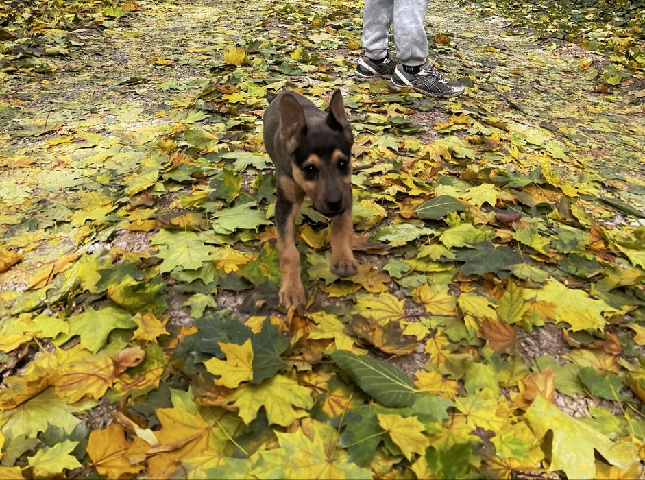 Верный друг, надежный охранник