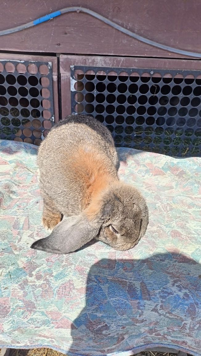 Vînd mascul berbec german agouti foarte frumos