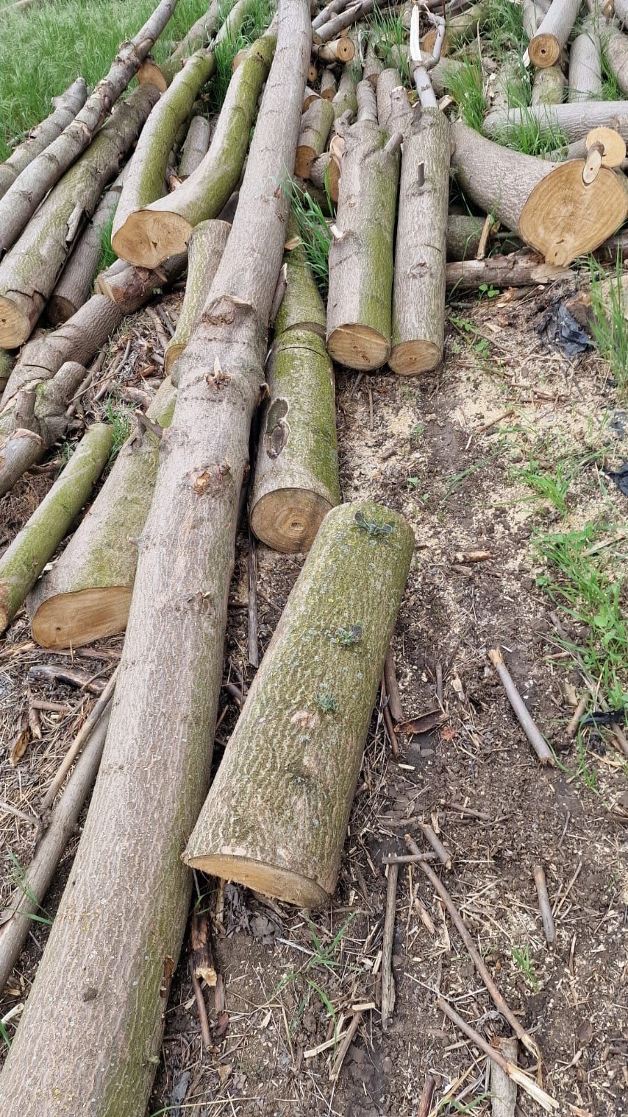 Vând lemn de foc Paulownia