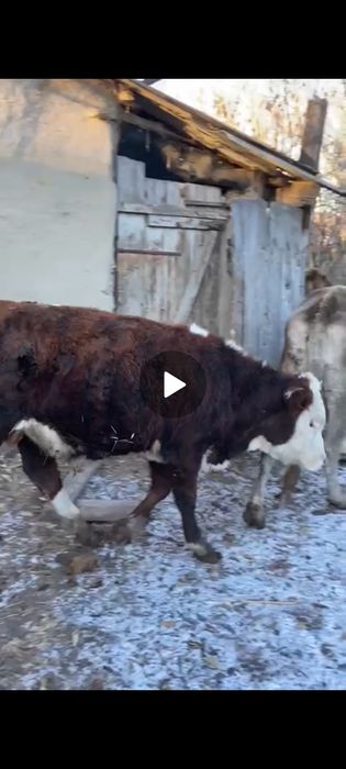 Продам бычка годовалый звоните договоримя по номиру телефона  срочно..