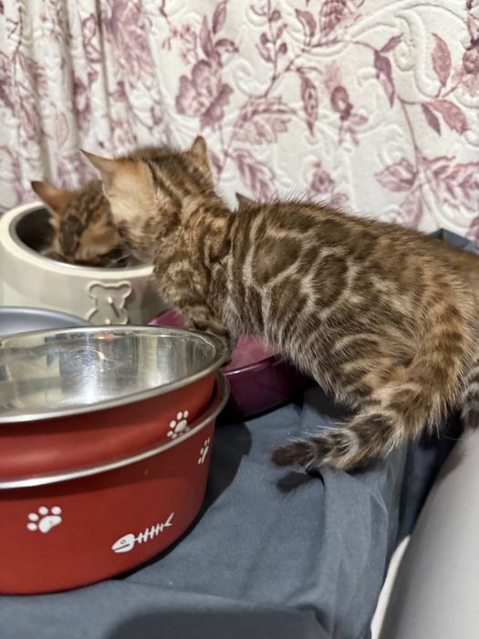 Sotiladi zottor mushuklar.