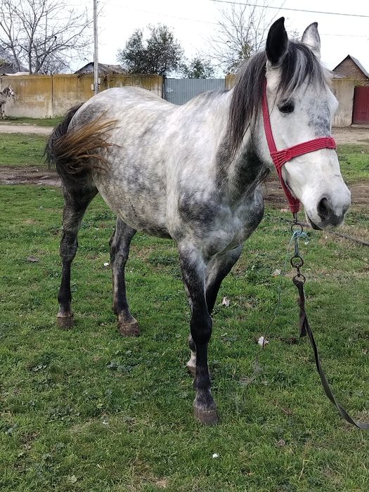 Vând iapă de 5 ani orice probă