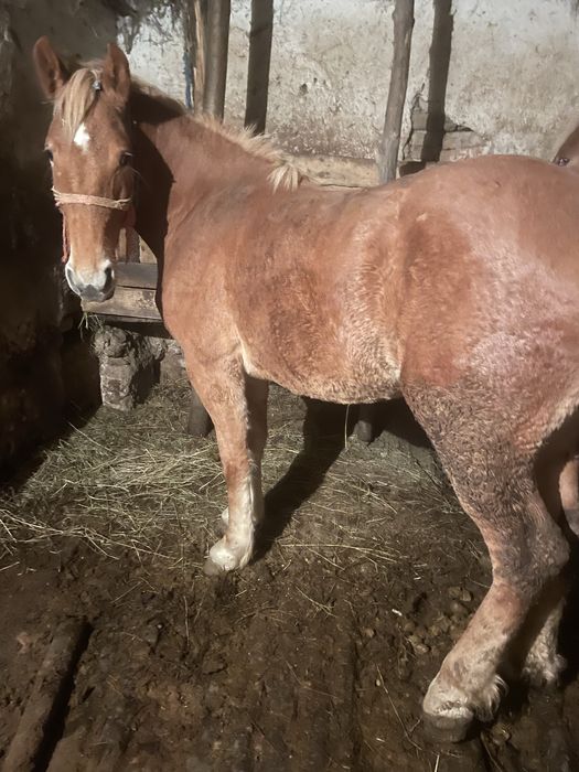 Vand 2 iepe si 2 mânji