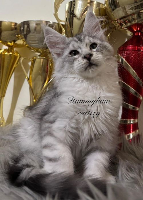 Felisa autorizata WCF, vinde pisoi cu pedigree rasa Maine coon