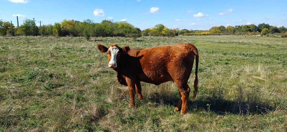 Vaca de vanzare..