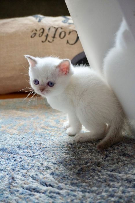 Шотландски и британски котки