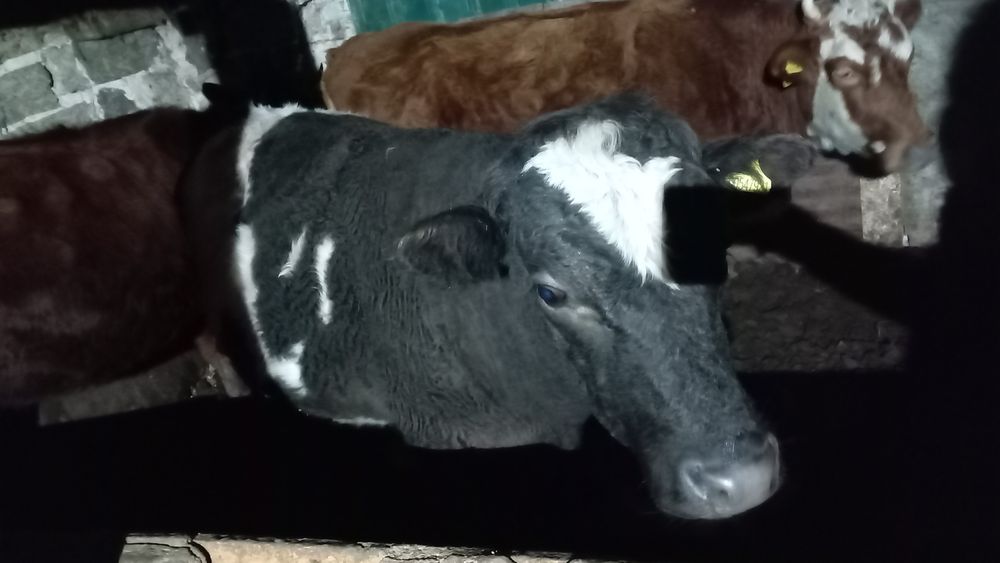 Продом баспаков и тёлок