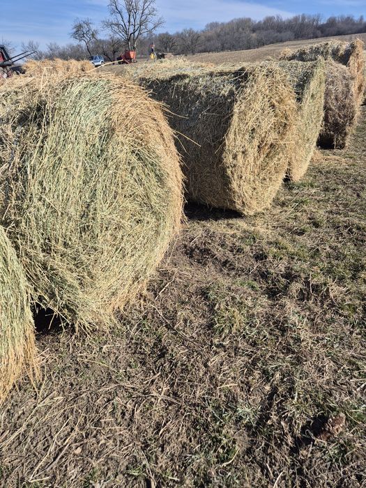 Baloti lucerna uscata