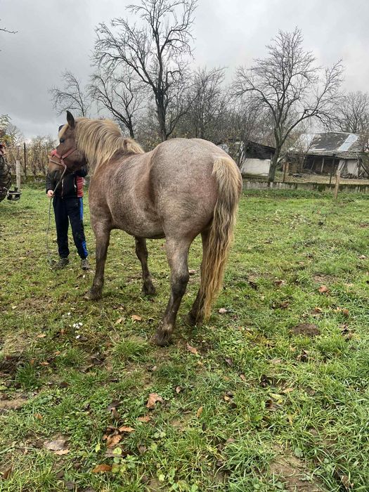 Vând iapă de 4 anii