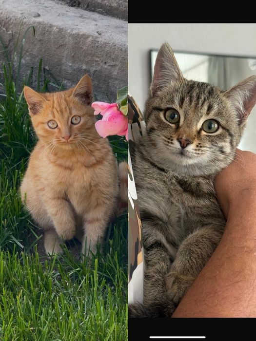 Отдам котят в хорошие руки