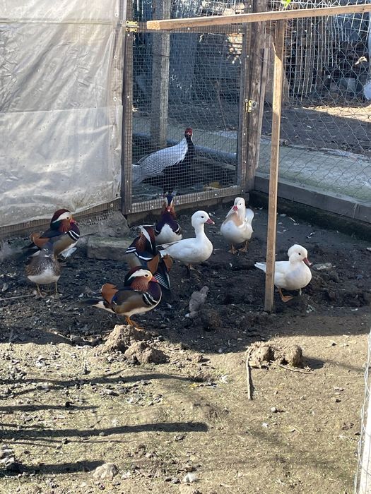 Rațe mandarine 2025