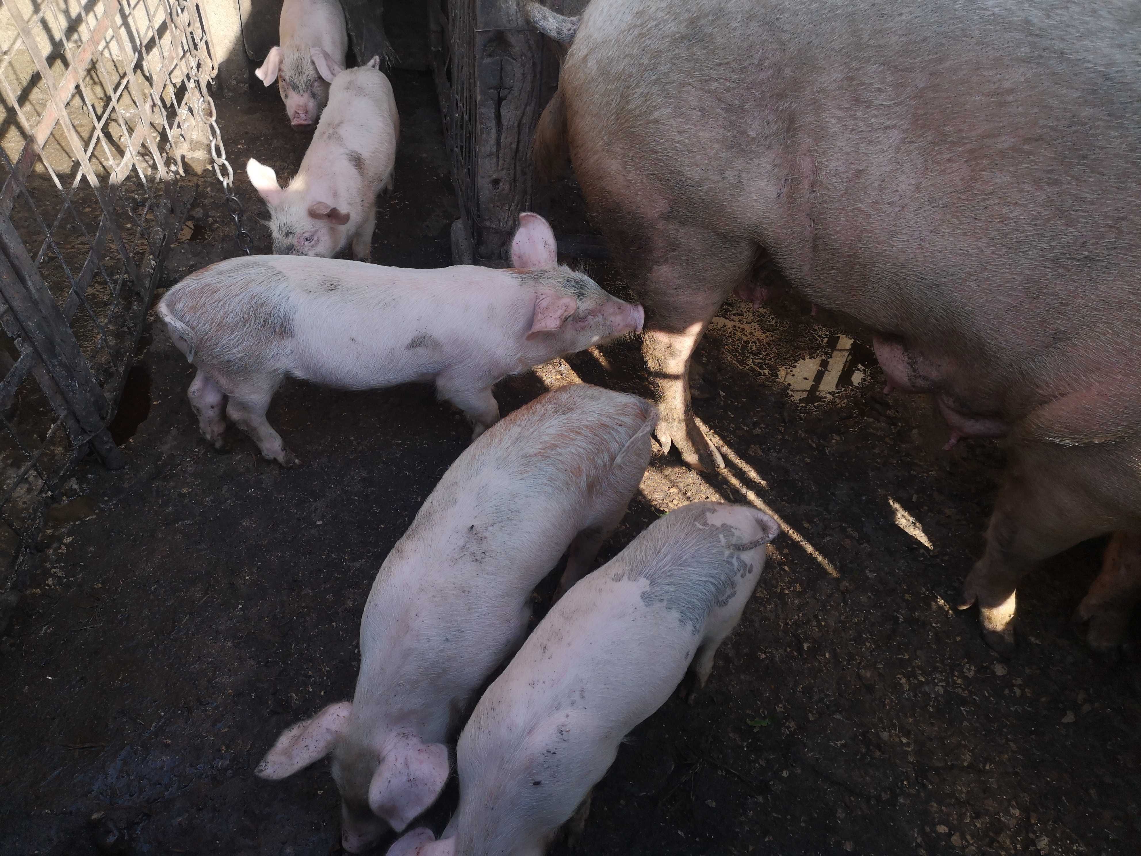 Продавам Прасенца